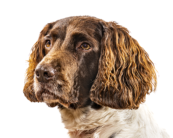 Photo of Springer Spaniel head