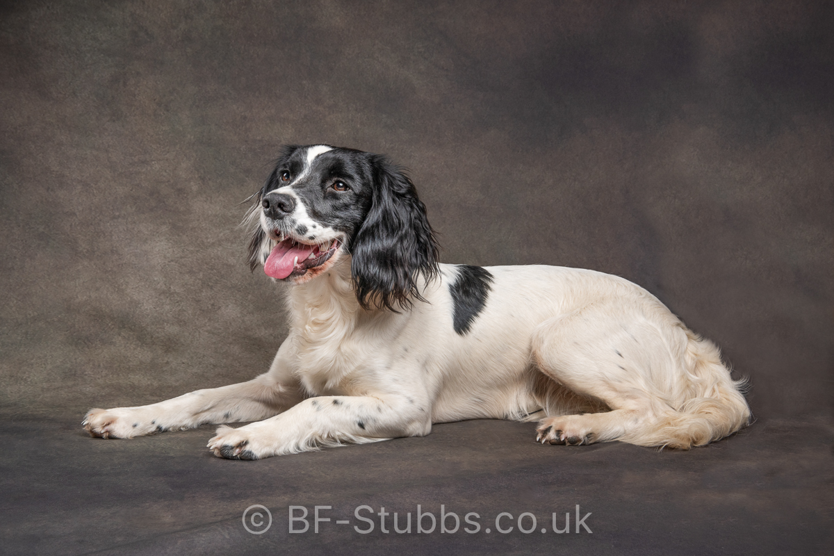 Springer Spaniel
